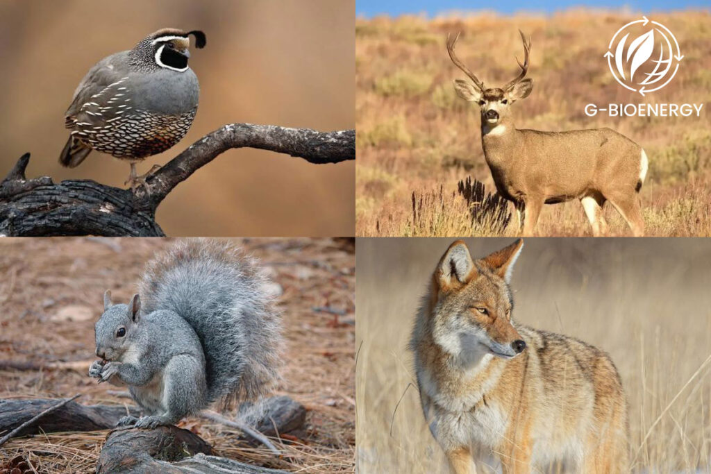 Chaparral Animals 