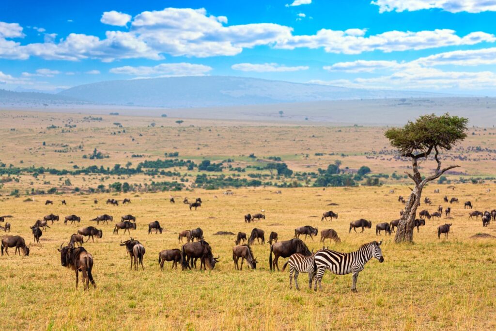 Savanna Biome Types Location Climate Plants Animals Savanna Biome Types Location Climate Plants Animals
