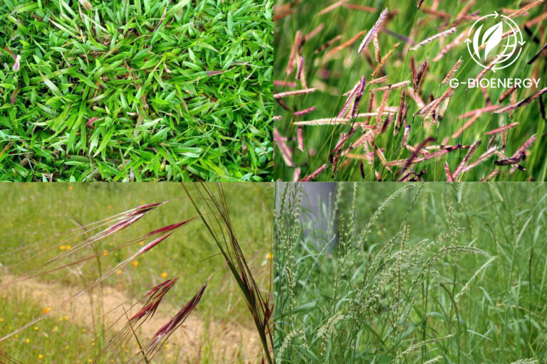 temperate-grasslands-biome-location-climate-plants