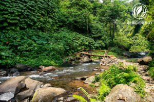 Tropical Rainforest Biome: Location, Climate & Biodiversity