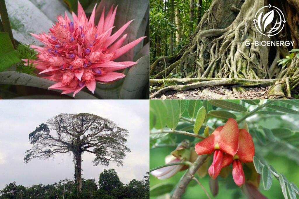 Tropical Rainforest Plants 