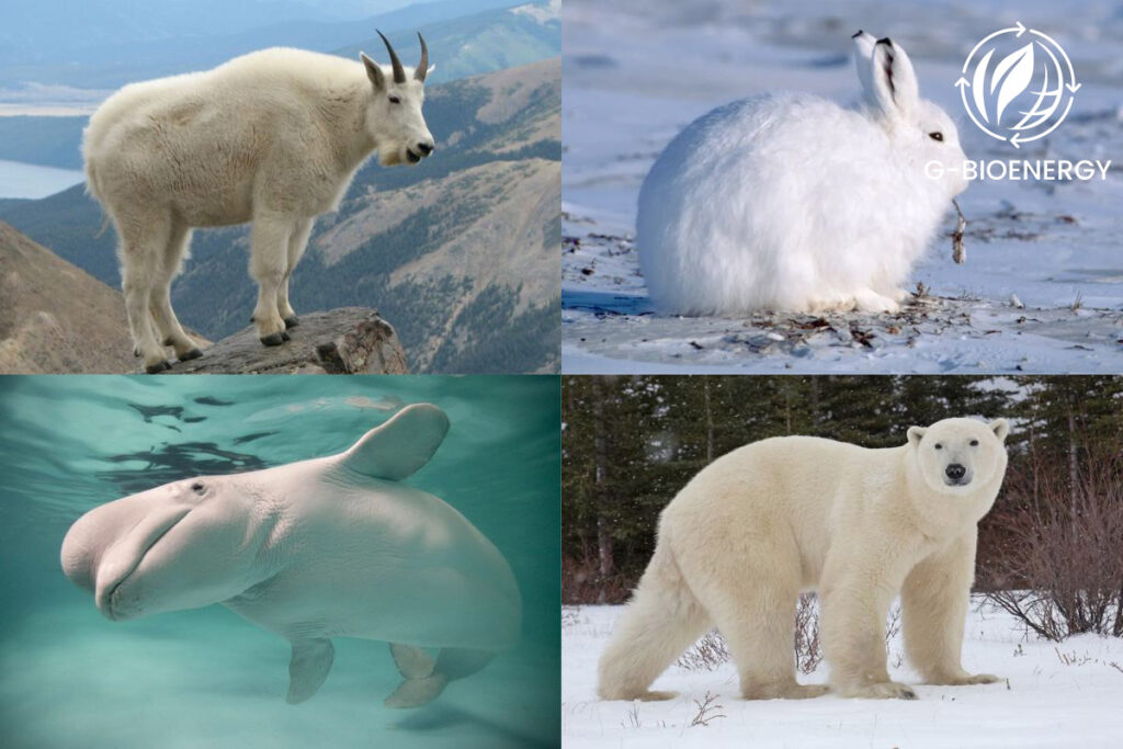 Tundra Biome Types Location Climate Animals