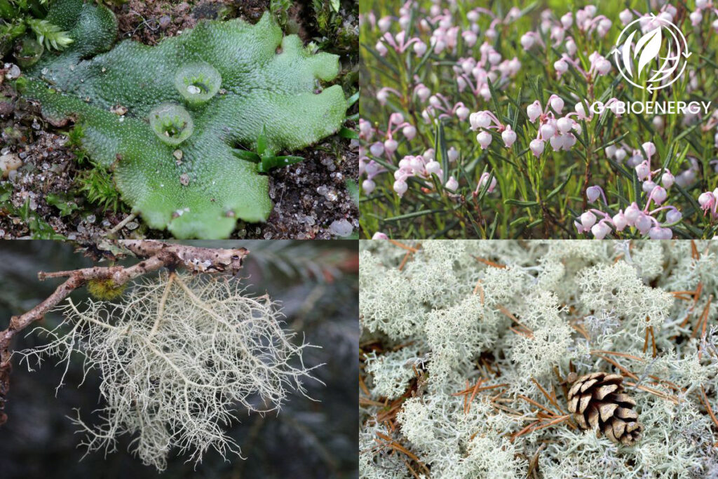 Tundra Biome Plants 