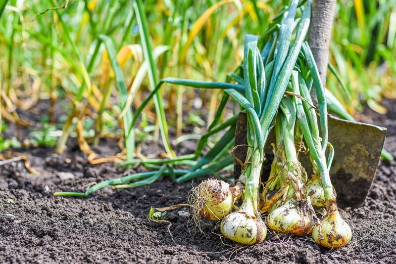sustainable garlic farming